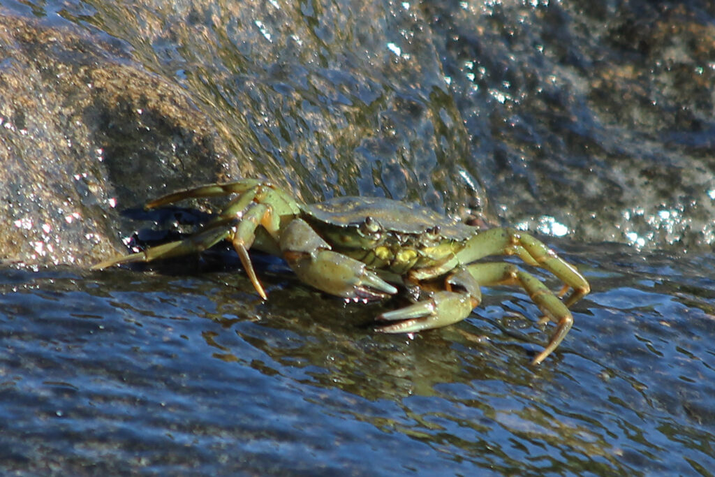 Photo of a European green crab
