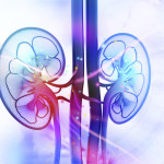 Illustration of human kidney cross section