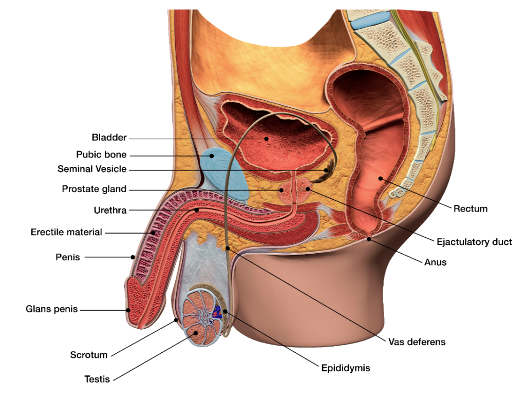 How Does Anal Sex Feel Like For Men