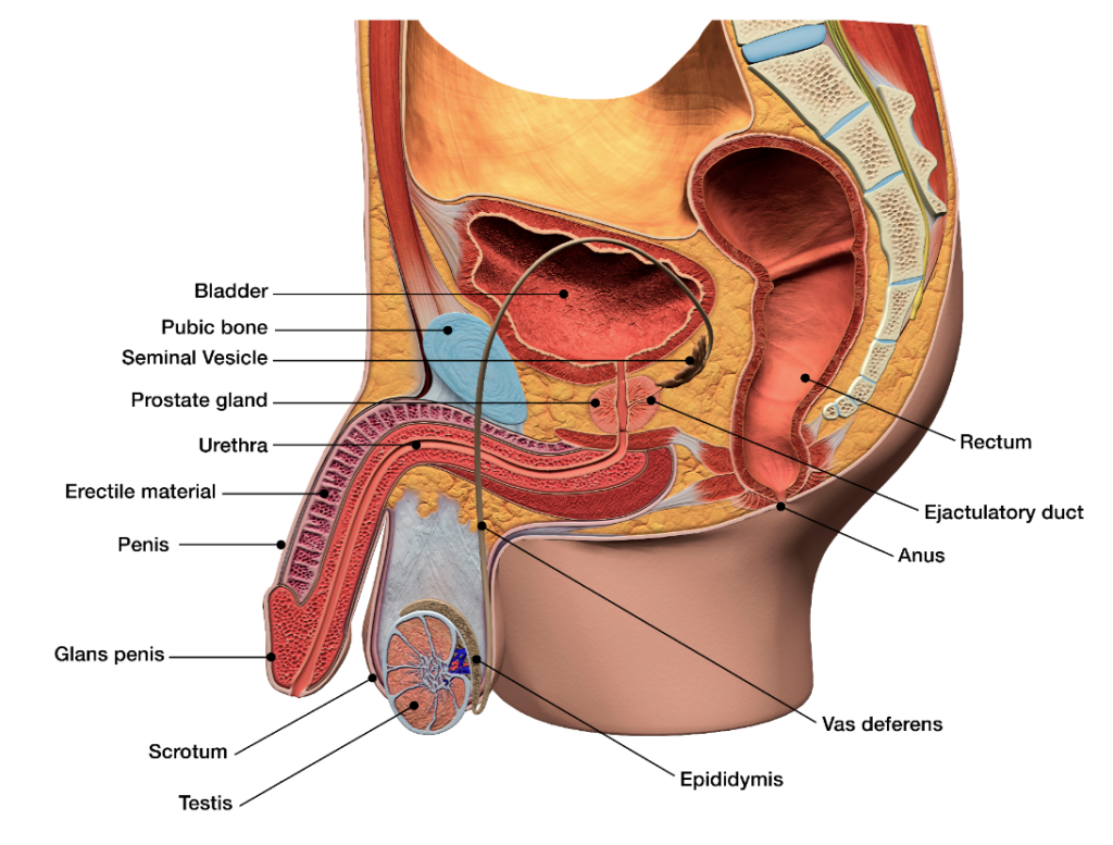 Dick inside ass anatomy